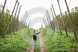 Farmer ha large green bean plantation. Agricultural industry