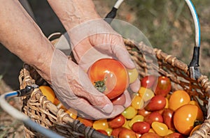 Farmer hand closeup with tomato over wicker basket with red and orange ripe fresh organic vegetables. Summer harvest