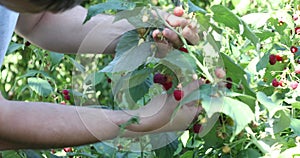 Farmer is hand collects organic raspberries. Ripe berry on branch in fruit garden/