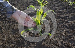 Farmer hand in corn field. Agricultural concept.