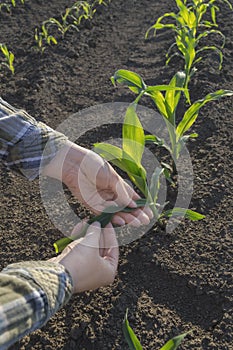 Farmer hand in corn field. Agricultural concept.