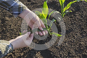 Farmer hand in corn field. Agricultural concept.