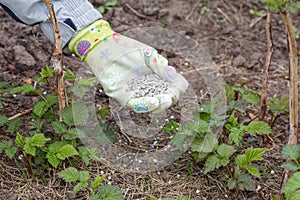 Farmer hand dressed in a glove giving chemical fertilizer to soil next to the raspberry bushes in the garden