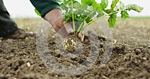 Farmer hand gathering