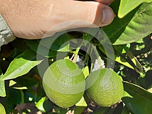 Citrus fruits damaged by Spherical mealybug photo