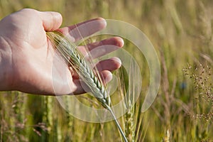 Farmer hand with green wheat spikelet