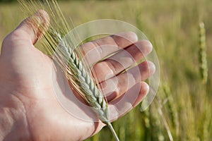 Farmer hand with green wheat spikelet