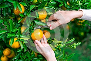 Farmer hand harvesting the orange