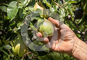 Farmer hand harvesting pears