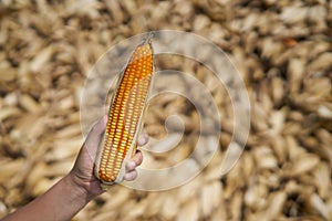 Farmer hand hold ear of yellow and orange maize with irregular rows of kernels.Mature maize ear on a stalk.background is blur maiz