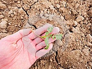 Farmer hand hold rapeseed in spring field. agriculturalist check quality of flower, pests