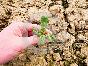 Farmer hand hold rapeseed in spring field. agriculturalist check quality of flower, pests