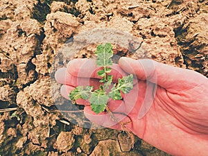 Farmer hand hold rapeseed in spring field. agriculturalist check quality of flower, pests