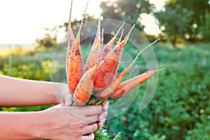 Farmer hand holding a bunch of fresh bright carrots in garden outdoor. Selective focus