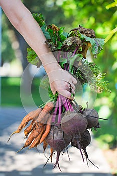 A bunch of fresh carrots and beets with greens in farmer`s hand.