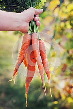 Farmer hand holding a bunch of fresh organic carrots in autumn garden outdoor