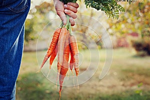 Farmer hand holding a bunch of fresh organic carrots in autumn garden outdoor