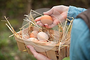 farmer hand holding a fresh hen egg and other eggs in a basket