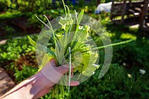Farmer hand holding fresh lettuce leaves against a background of blurred greens