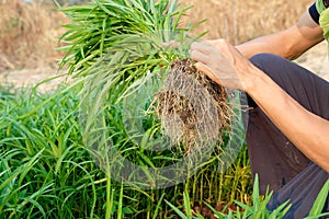 farmer hand holding fresh morning glory vegetable