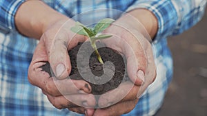 Farmer hand holding a fresh young plant sunflower. man hands holding soil dirt a green young plant. eco farming Symbol