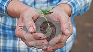 Farmer hand holding a fresh young plant sunflower. man hands holding soil dirt a green young plant. eco farming Symbol