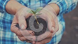 Farmer hand holding a fresh young plant sunflower. Man hands holding soil dirt a green young plant. Eco farming symbol