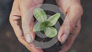 Farmer hand holding a fresh young plant sunflower. man hands holding soil dirt a green young plant. eco farming Symbol