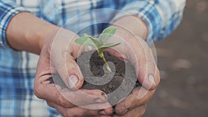 Farmer hand holding a fresh young plant sunflower. man hands holding soil dirt a green young plant. eco farming Symbol