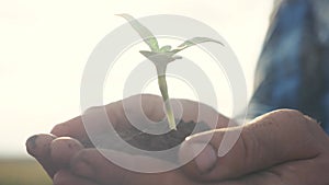 Farmer hand holding a fresh young plant sunflower. man hands holding soil dirt a green young plant. lifestyle eco