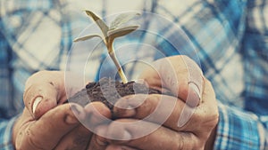 Farmer hand holding a fresh young plant sunflower. man hands holding soil dirt a lifestyle green young plant. eco