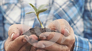 Farmer hand holding a fresh young plant sunflower. man hands holding soil lifestyle dirt a green young plant. eco