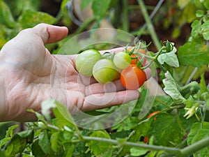 Farmer hand holding freshly harvested tomato in vegetable farm