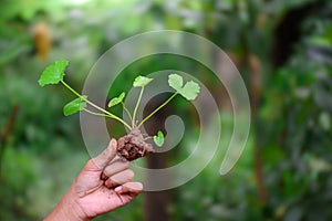 Farmer hand holding gotu kola plant or Centella asiatica with fertilizer soil as a medicinal plant sprout for concept of