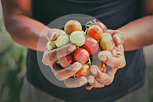 farmer hand holding harvest tomato. concept food