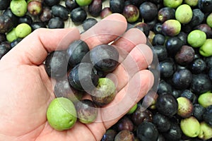 Farmer hand holding Manzanilla olives photo