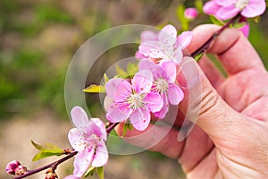 Farmer hand holding peach blossom branch in orchard