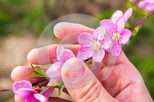 Farmer hand holding peach blossom branch in orchard