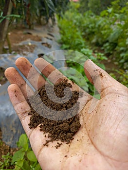 A farmer hand is holding the soil to check the quality of the soil on his plantation