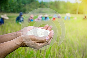 Farmer hand holding uncooked white rice over blur background of people harvesting