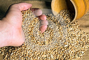 Farmer hand holds a grain of wheat. Grain selection before sowing. Harvesting a good harvest