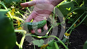 Farmer Hand Inspecting Cucumbers crop in Vegetable Garden, Close-up