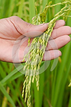 Farmer hand with jasmine rice