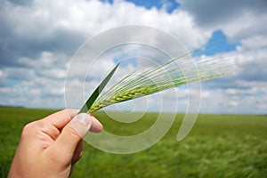 Farmer hand keep green wheat spikelet.