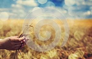 Contadino mano mantenere verde grano Spiga di grano 