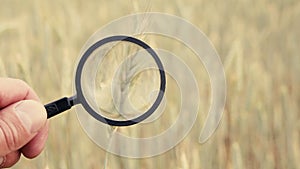 Farmer hand with magnify glass tool closeup check examine inspect wheat spikelets of rye in agricultural field.