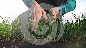 farmer hand. man farmer a working in the field inspects the crop wheat germ eco industry natural a farming. business