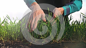 farmer hand. man farmer a working in the field inspects the crop wheat germ eco industry natural a farming. business