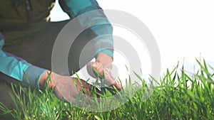 farmer hand. man farmer a working in the field inspects the crop wheat germ eco industry natural a farming. business