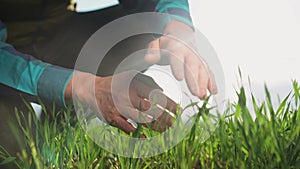 farmer hand. man farmer a working in the field inspects the crop wheat germ eco natural a farming. business agriculture